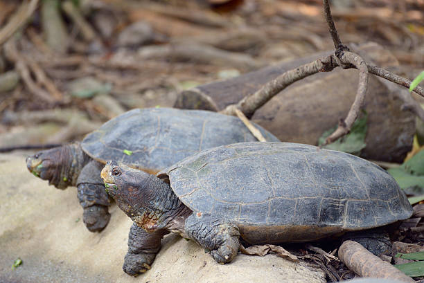 istock Giant asian pond turtles 531010319
