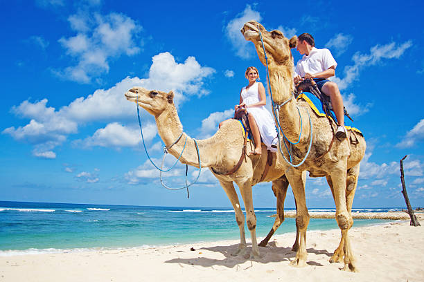 el novio y la novia riding camellos en la playa - camel ride fotografías e imágenes de stock