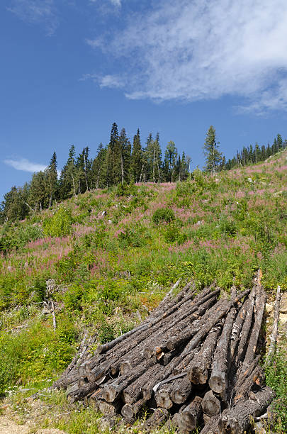 istock mountain with flowers in Canada 531011459