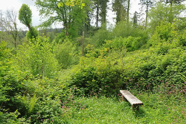 Wooden Seat in a Clearing in a Wood with Wild Flowers at Buckland Abbey Estate, Devon, England, UK