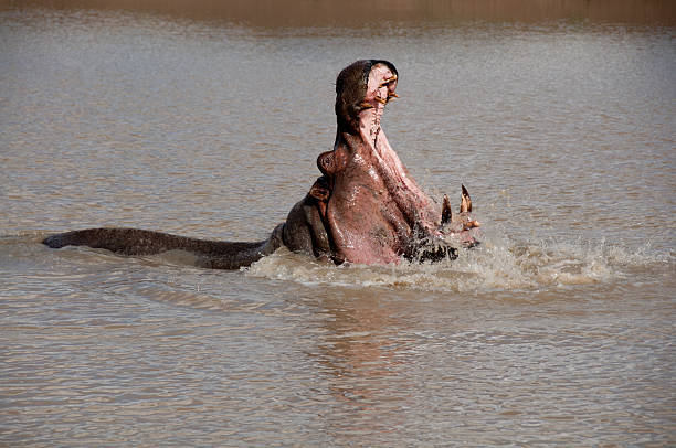 hippo sbadigliare di palude - animal hippopotamus africa yawning foto e immagini stock