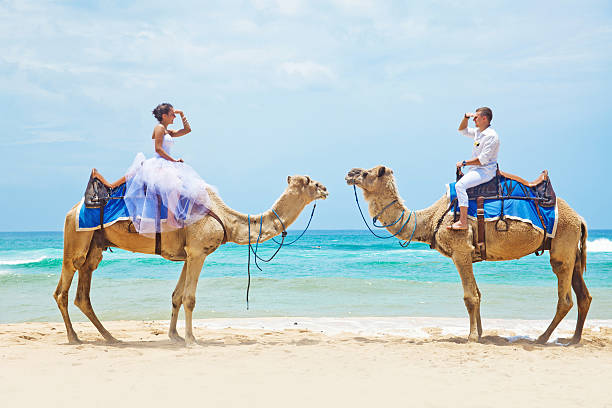 Bride and groom riding camels on the beach