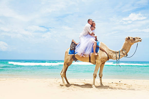istock Bride and groom riding camels on the beach 531012795