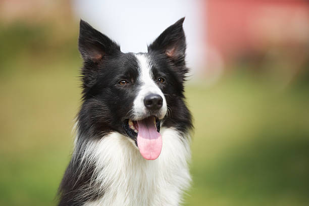 istock Border collie dog with tongue sticking out 531012835