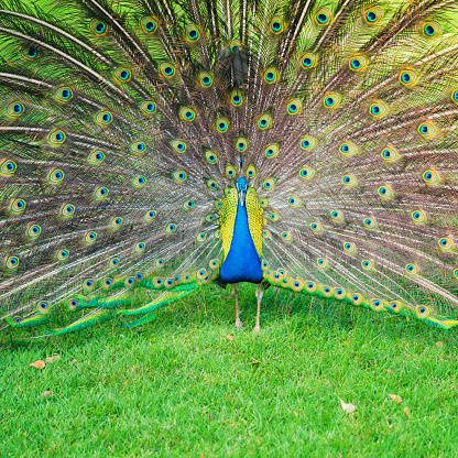 peacock on grass