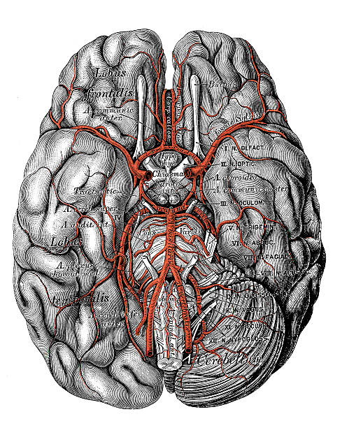 人体解剖学の科学的イラスト：脳底動脈 - pencil drawing drawing anatomy human bone点のイラスト素材／クリップアート素材／マンガ素材／アイコン素材