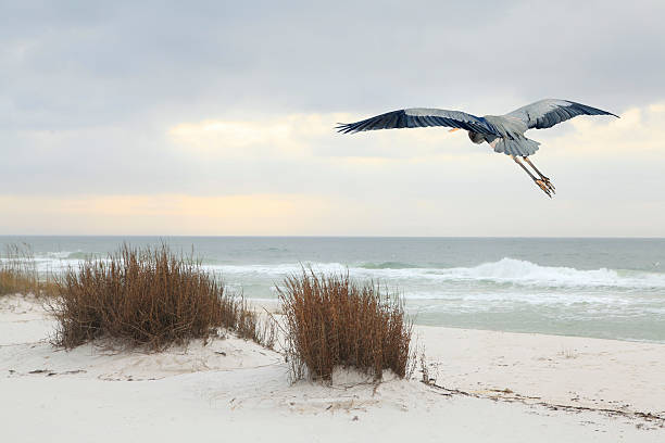 istock Great Blue Heron Flies Over a Florida Beach at Dusk 531013493