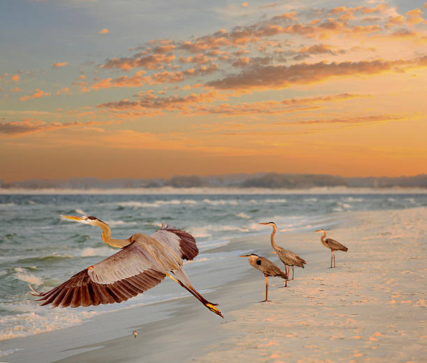 istock Four Great Blue Heron at the Beach as the Sun Rises 531013497