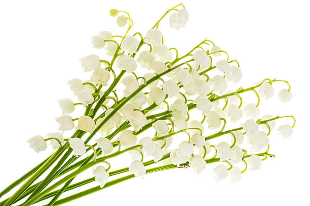 istock Lilies of the valley on a white background. 531013576