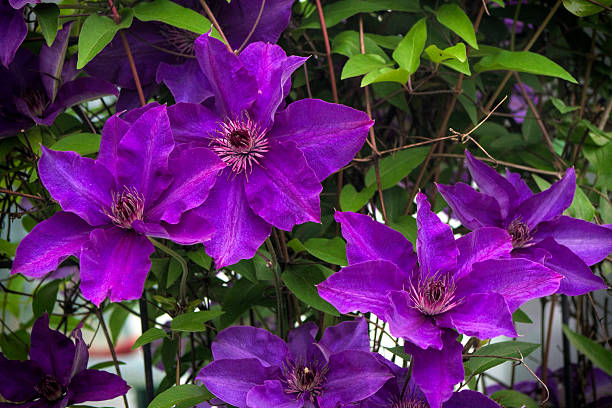 Deep Purple Clematis Jackmanii Superba Blooms This is a purple Clematis Jackmanii Superba blossom, a perennial climbing vine growing in Morgan County Alabama USA.  clematis stock pictures, royalty-free photos & images