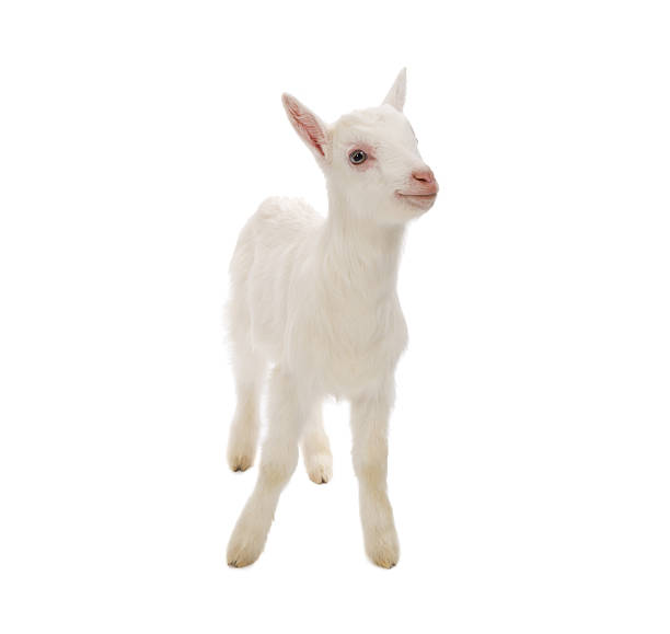 istock Isolated baby milk goat 531014823