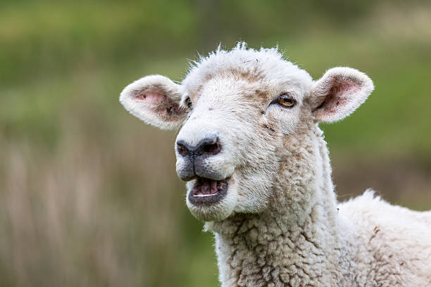 istock New Zealand Sheep 531015487