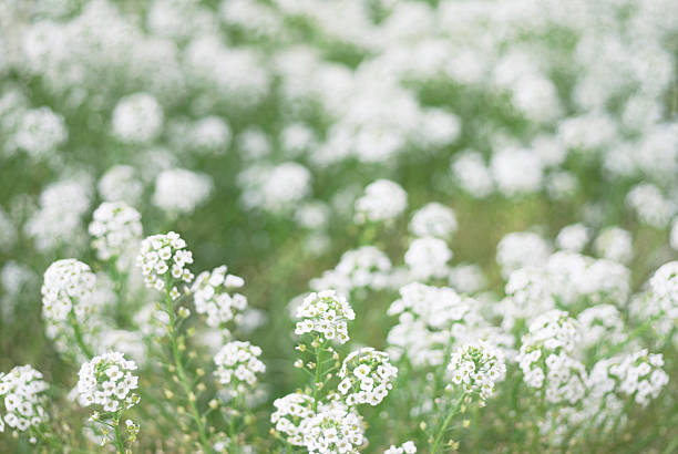 istock sweet alyssum shallow focus 531016291