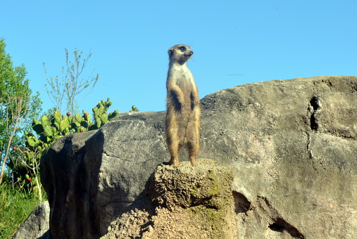 Group of funny meerkats (surikate) in the zoo in Barcelona.