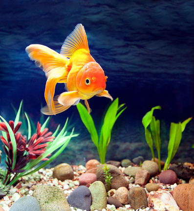 Aquarium native hardy fancy gold fish, Red Fantail