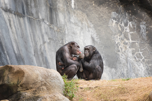 Two Chimpanzee on a rock ledge, with one holding a Newborn