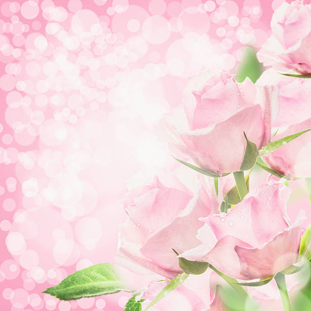 istock Pink roses bokeh background 531021291