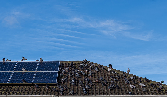 Flock of pigeons on the roof of a house with solar panels against a clear, blue sky.