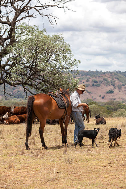 australian stockman avec cheval et des chiens - cattle dog photos et images de collection