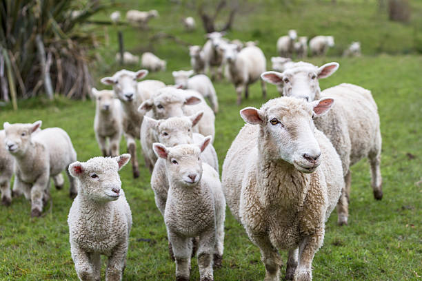 agneaux de mouton - sheep flock of sheep herd sheep herd photos et images de collection