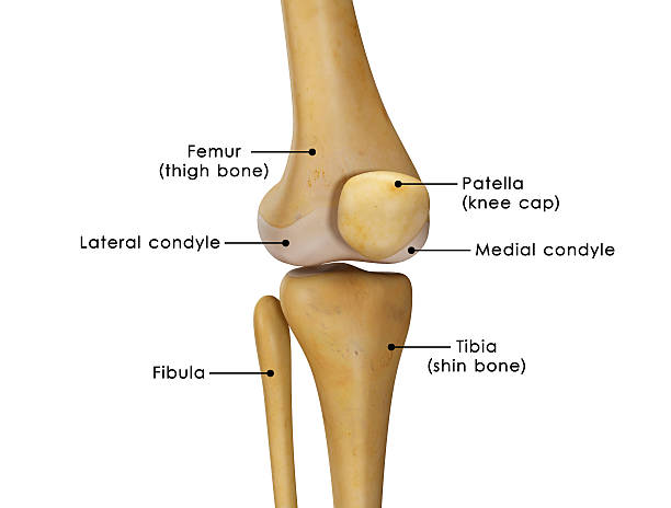 knee joint stock photo
