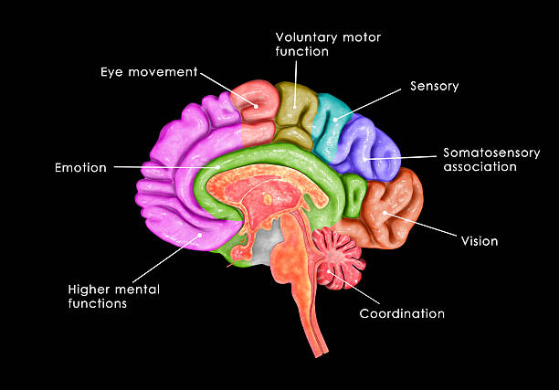 Human Brain lntersection stock photo
