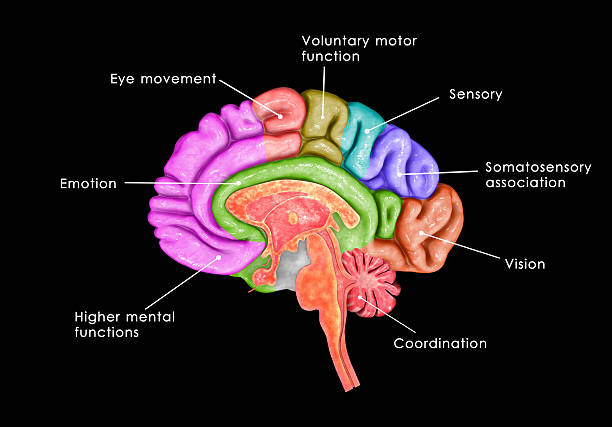 cérebro humano lntersection - brain cerebellum synapse science - fotografias e filmes do acervo