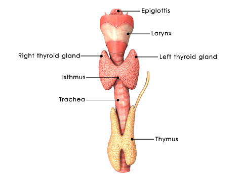 Thyroid gland is one of the largest endocrine glands and consists of two connected lobes. The thyroid gland is found in the neck, below the thyroid cartilage.