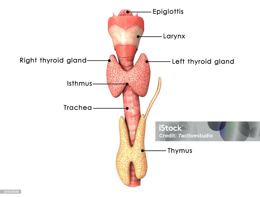 Thyroid gland Thyroid gland is one of the largest endocrine glands and consists of two connected lobes. The thyroid gland is found in the neck, below the thyroid cartilage. Thyroid Gland Stock Photo