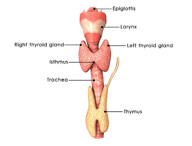 Thyroid gland stock photo