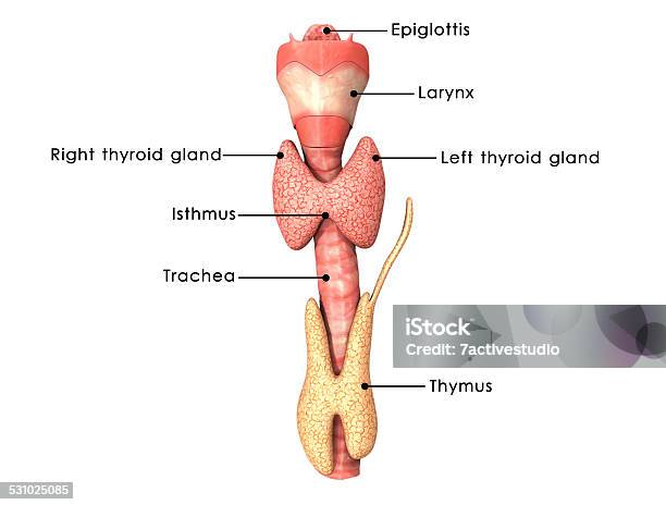 Thyroid Gland Stock Photo - Download Image Now - Thyroid Gland, Anatomy, Larynx