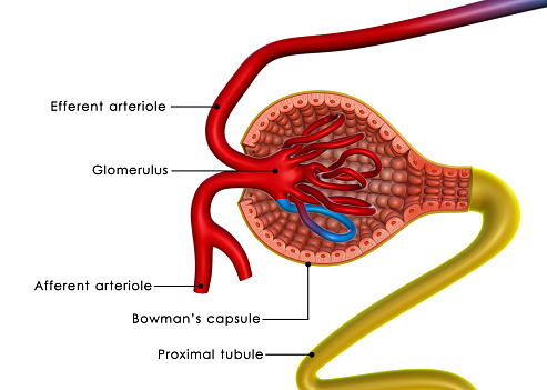 Medical illustration about urinary system.3d rending.