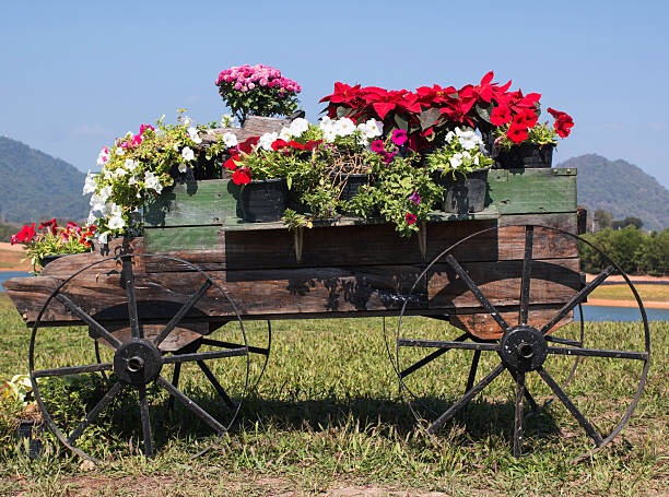 hölzernen wagen voller bunte blumen - tumbrel stock-fotos und bilder