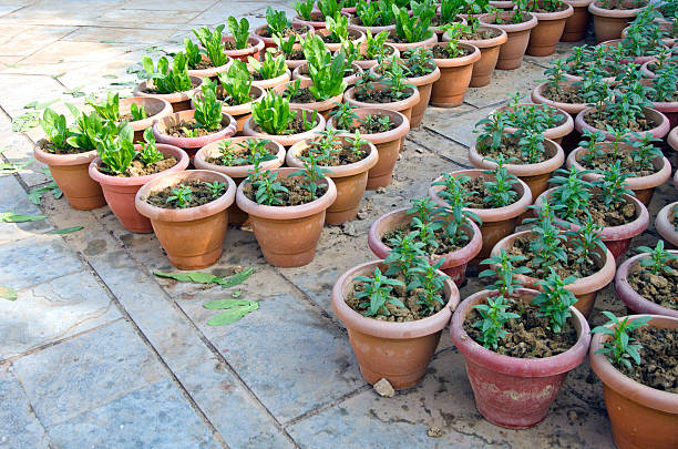 istock flowerpots with various flowers seedlings 531026961