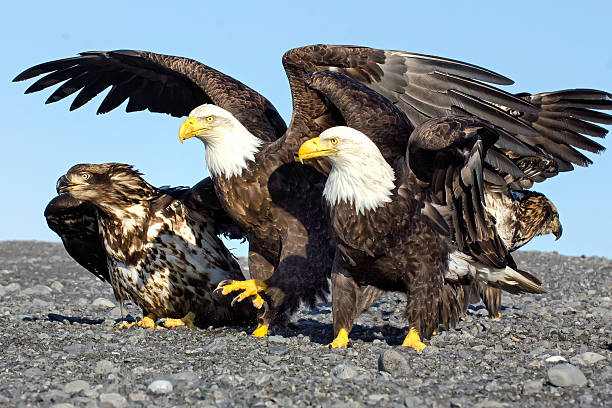 istock The Gathering of Eagles 531027289