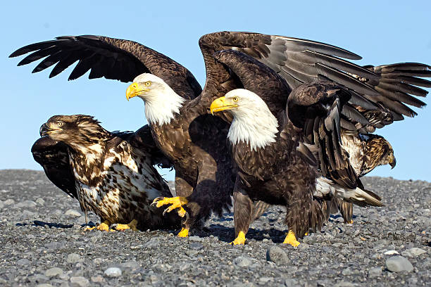 The Gathering of Eagles stock photo
