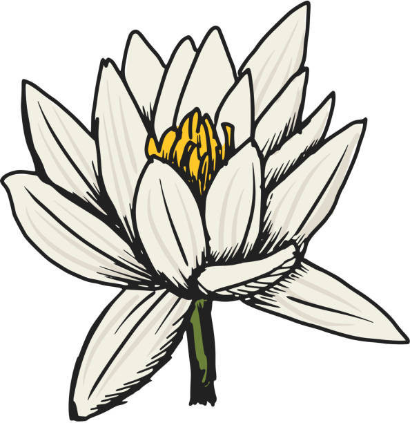 white lotus hand draw, sketch illustration of white lotus white lotus stock illustrations