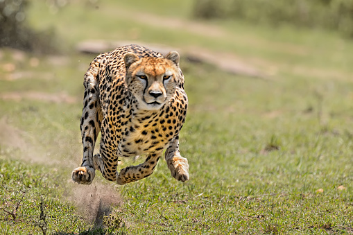 A female cheetah chasing down her prey, a baby Impala, Mara Masai Game Reserve, Kenya, Africa.