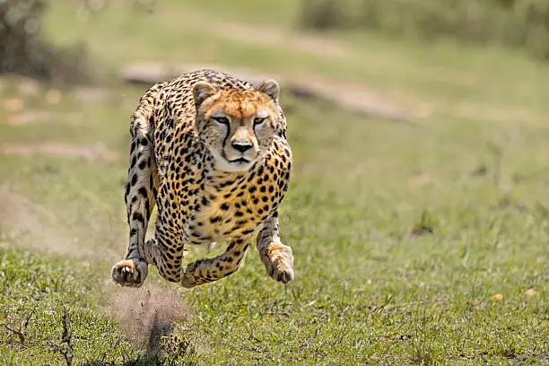 Photo of Cheetah on the Hunt