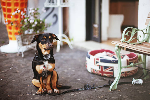 istock Dog waits for a master at the entrance 531033593