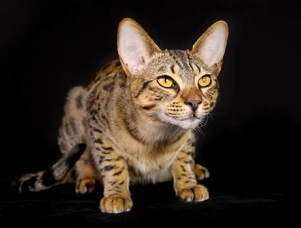 Shot of purebred domestic cat on black background.