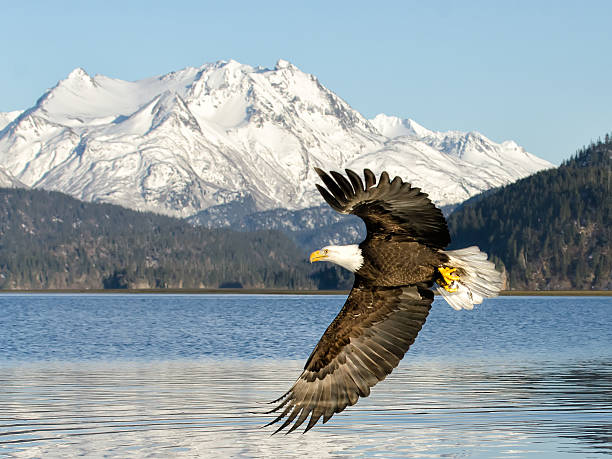 The Last True Frontier A Bald Eagle flying with the backdrop of one of Alaska's  glacier's Grewingk. bald eagle stock pictures, royalty-free photos & images
