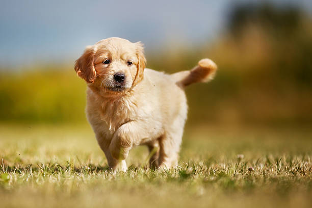 istock Curious golden retriever puppy 531035179