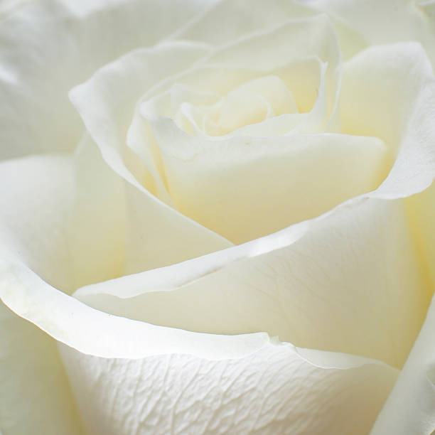 istock closeup of white rose 531037325