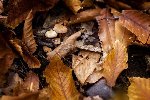 Mushroom surrounded by dirt and leaves.