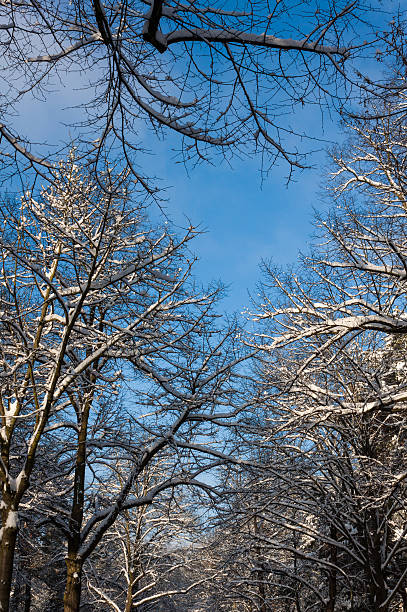 cime degli alberi in un paesaggio invernale verso il cielo - baumreihe foto e immagini stock