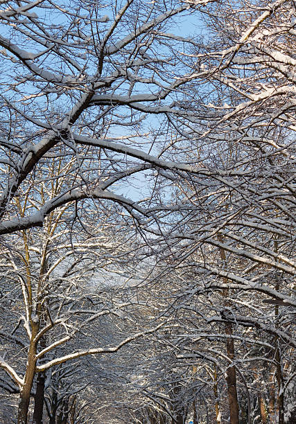 treetops skyward em uma paisagem de inverno - baumreihe imagens e fotografias de stock