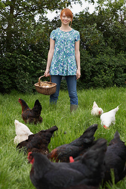 istock Woman Holding Egg Basket By Hens In Garden 531038593
