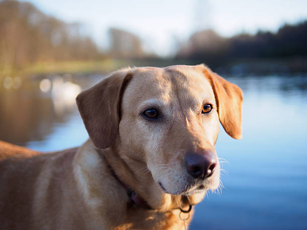 Labrador dog portrait. stock photo