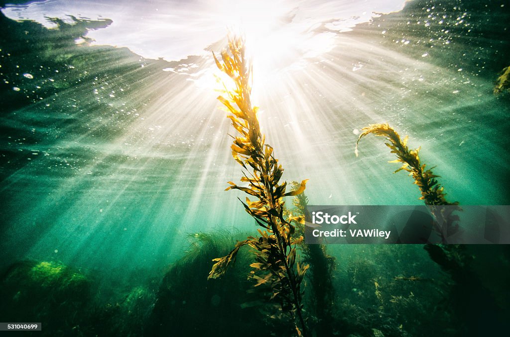 Seasun Rays of light from the sun shining through the ocean with sea grass in the foreground   Seaweed Stock Photo